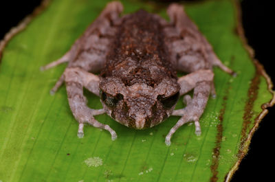 Close-up of frog on leaf