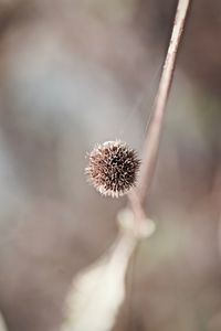 Close-up of dandelion flower