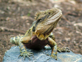 Close-up of lizard on rock