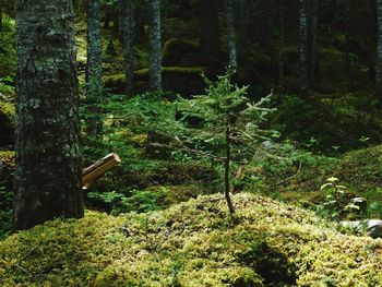 Pine trees in forest