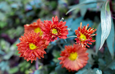 Close-up of red flowering plants