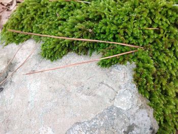 High angle view of moss growing on rock