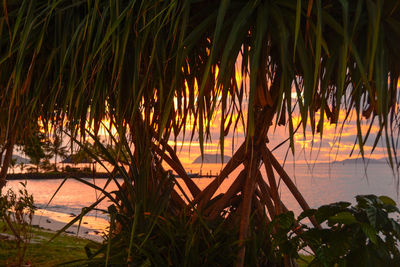 Scenic view of trees at sunset