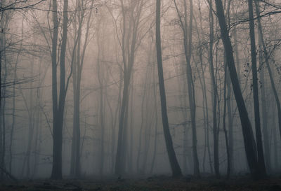 Bare trees in forest