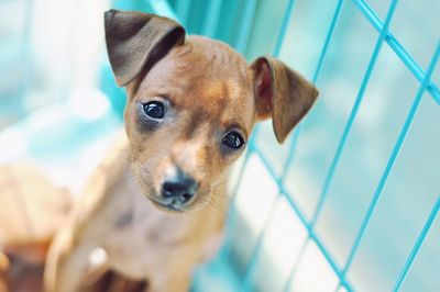 Cute puppy in cage