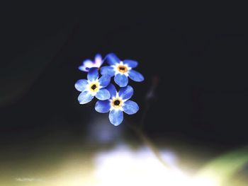 Close-up of illuminated flowers at night