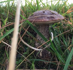 Close-up of mushroom growing on field