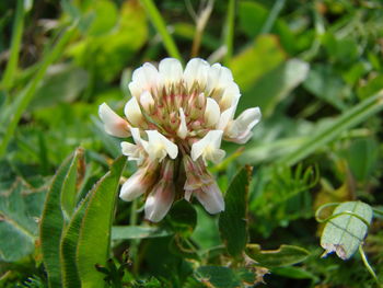 Close-up of white flowering plant