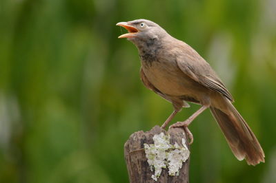 Close-up of bird perching on tree