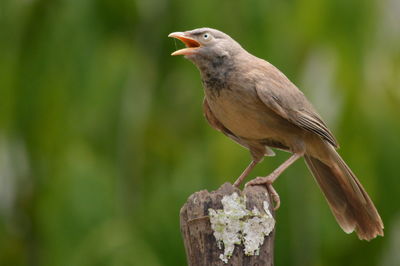 Close-up of bird perching on stump