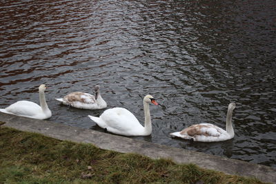 Swans swimming on lake