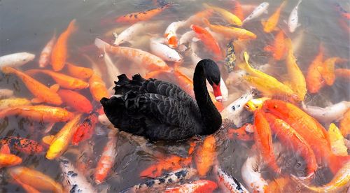 High angle view of koi carps swimming in lake