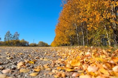 Autumn leaves fallen on landscape against clear sky