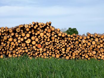 Stack of logs in field