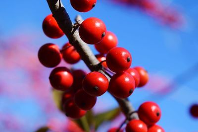 Low angle view of holly berries on tree against sky