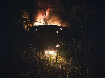 Close-up of flower growing in field at night