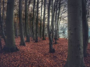 Trees in forest during autumn