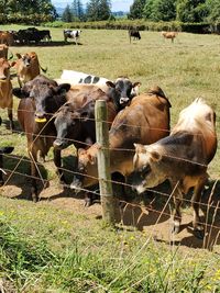 View of cows on field