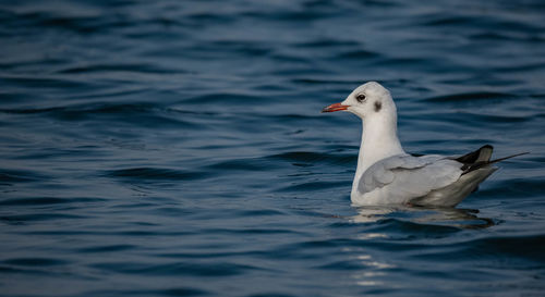 Close-up of seagull swimming in sea