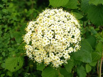 Close-up of white flowering plants