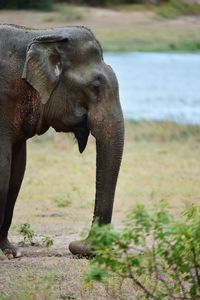 Close-up of elephant on land