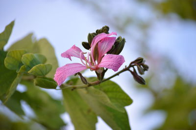 Close-up of pink flowers blooming outdoors