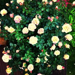 High angle view of flowering plants