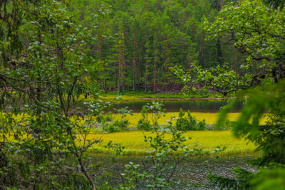 Scenic view of flowering trees in forest