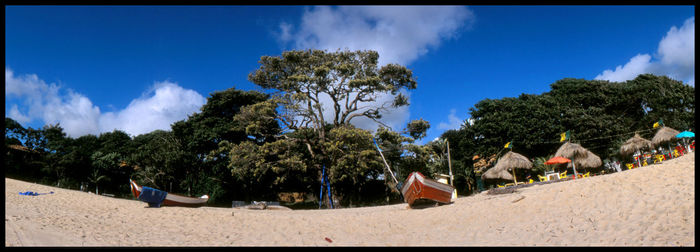 Low angle view of trees on beach against sky
