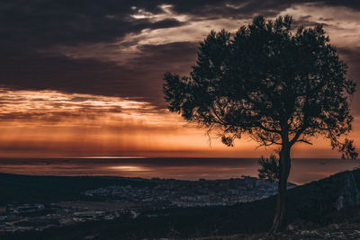 Lonely tree above the city in the sunset