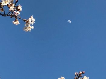 Low angle view of flower against blue sky