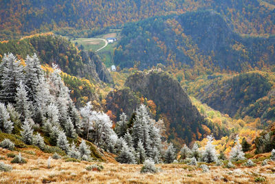 Scenic view of trees covered carpathian mountain range during autumn