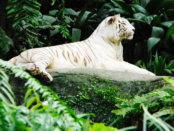 View of cat resting