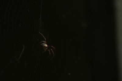 Close-up of spider against black background