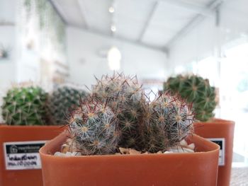 Close-up of potted plant on table