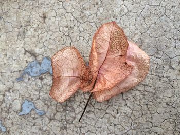 High angle view of maple leaf on ground