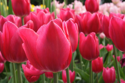 Close-up of pink tulips on field