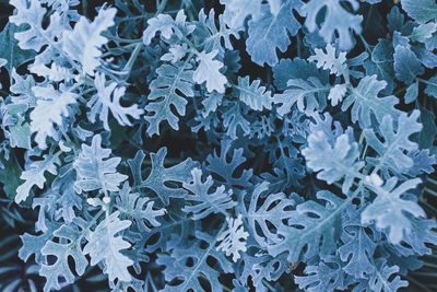 Full frame shot of frozen plants during winter