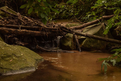 Water flowing through rocks in forest