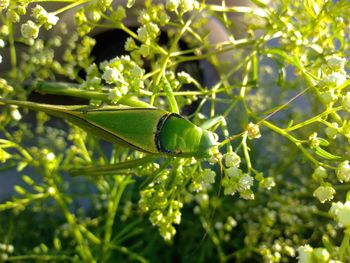 Close-up of insect on plant