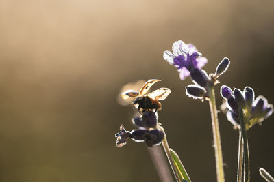 Close-up of bee on flower