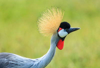 Close-up of a bird