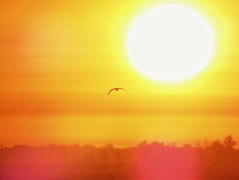 Silhouette bird flying in sky during sunset