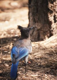 Close-up of a bird looking away