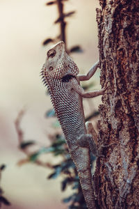 Close-up of butterfly on tree trunk