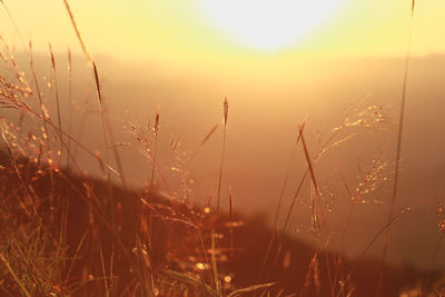 Close-up of grass growing on field against sky during sunset