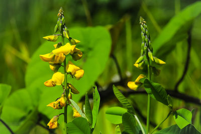 Close-up of yellow berries on plant