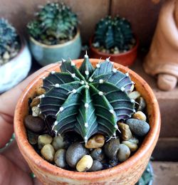 Close-up of succulent plants in potted plant