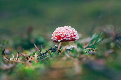 nature