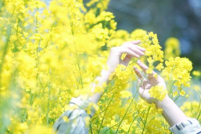 Close-up of hand holding yellow flowers